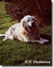 Golden Retriever