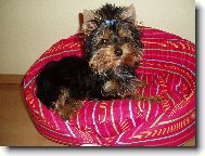 Jorkšírský terier, Yorkshire Terrier,