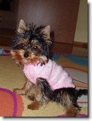 Jorkšírský terier, Yorkshire Terrier,