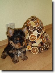 Jorkšírský terier, Yorkshire Terrier,