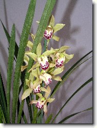Cymbidium orchid