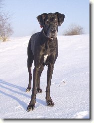 Deutsche Dogge
