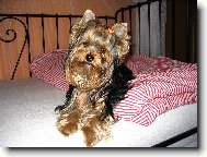 Jorkšírský terier, Yorkshire Terrier,