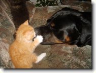 Rottweiler