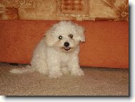 Bichon á poil frisé, Bichon Frise