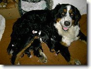 Berner Sennenhund
