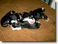 Berner Sennenhund