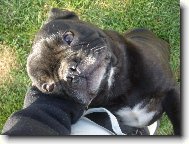 Bouledogue francais, French Bulldog