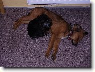 Jorkšírský terier, Yorkshire Terrier,