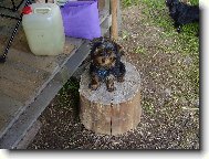 Jorkšírský terier, Yorkshire Terrier,