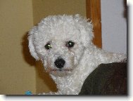 Bichon á poil frisé, Bichon Frise