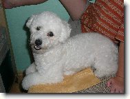 Bichon á poil frisé, Bichon Frise