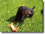 Deutscher Jagdterrier