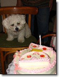 Bichon á poil frisé, Bichon Frise