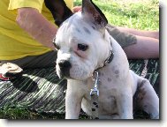 Bouledogue francais, French Bulldog