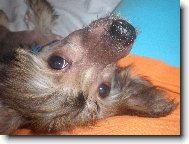 Chinese Crested Dog