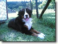 Berner Sennenhund