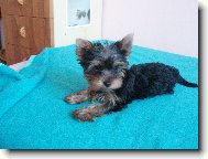 Jorkšírský terier, Yorkshire Terrier,