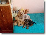 Jorkšírský terier, Yorkshire Terrier,