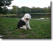 Bobtail