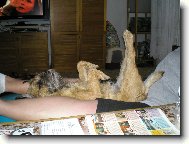 Border Terrier