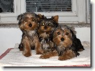 Jorkšírský terier, Yorkshire Terrier,