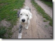 Bobtail