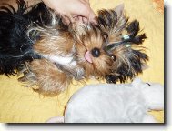 Jorkšírský terier, Yorkshire Terrier,