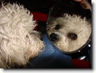Dandie Dinmont Terrier