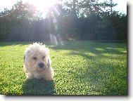 Dandie Dinmont Terrier