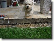 Dandie Dinmont Terrier