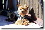 Jorkšírský terier, Yorkshire Terrier,
