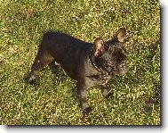 Bouledogue francais, French Bulldog