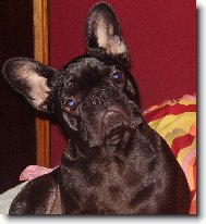 Bouledogue francais, French Bulldog