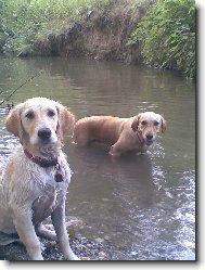Golden Retriever