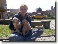 Golden Retriever