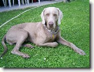 Weimaraner, Weimaraner Vorsterhund