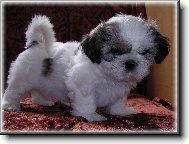 icu, Shih-Tzu