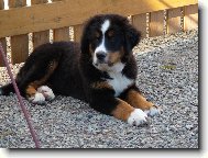 Berner Sennenhund