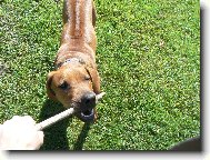 Rhodesian Ridgeback