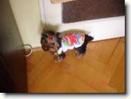 Jorkšírský terier, Yorkshire Terrier,