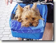Jorkšírský terier, Yorkshire Terrier,