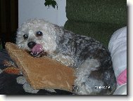 Dandie Dinmont Terrier
