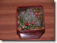 Mammillaria