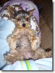 Jorkšírský terier, Yorkshire Terrier,