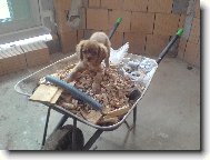 Cavalier King Charles Spaniel