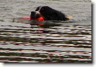Berner Sennenhund