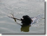 Berner Sennenhund