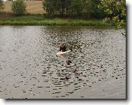 Berner Sennenhund