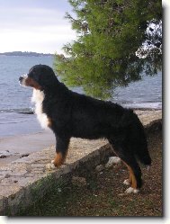 Berner Sennenhund
